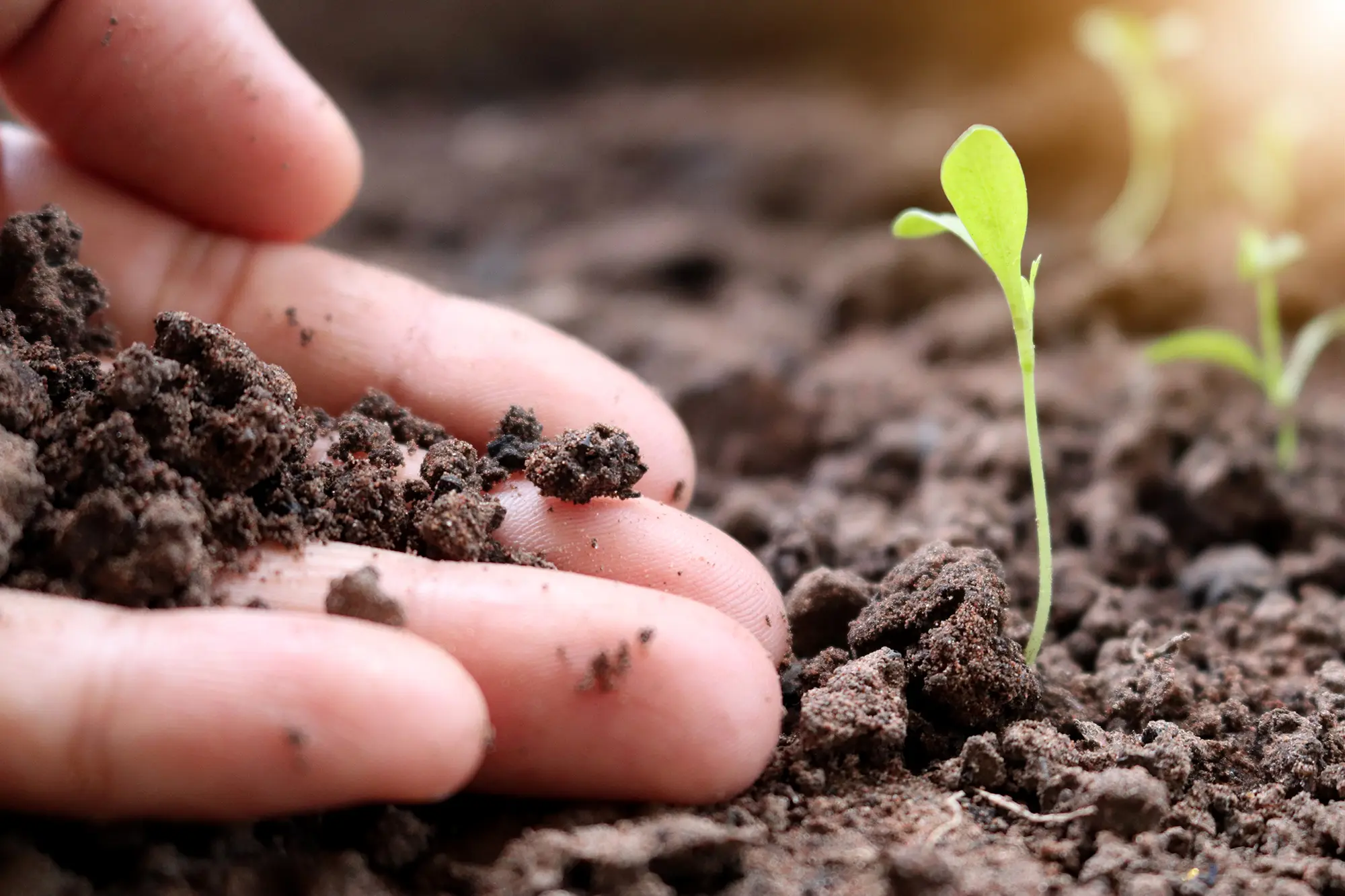 Mano che tocca il terreno accanto a una giovane piantina appena germogliata