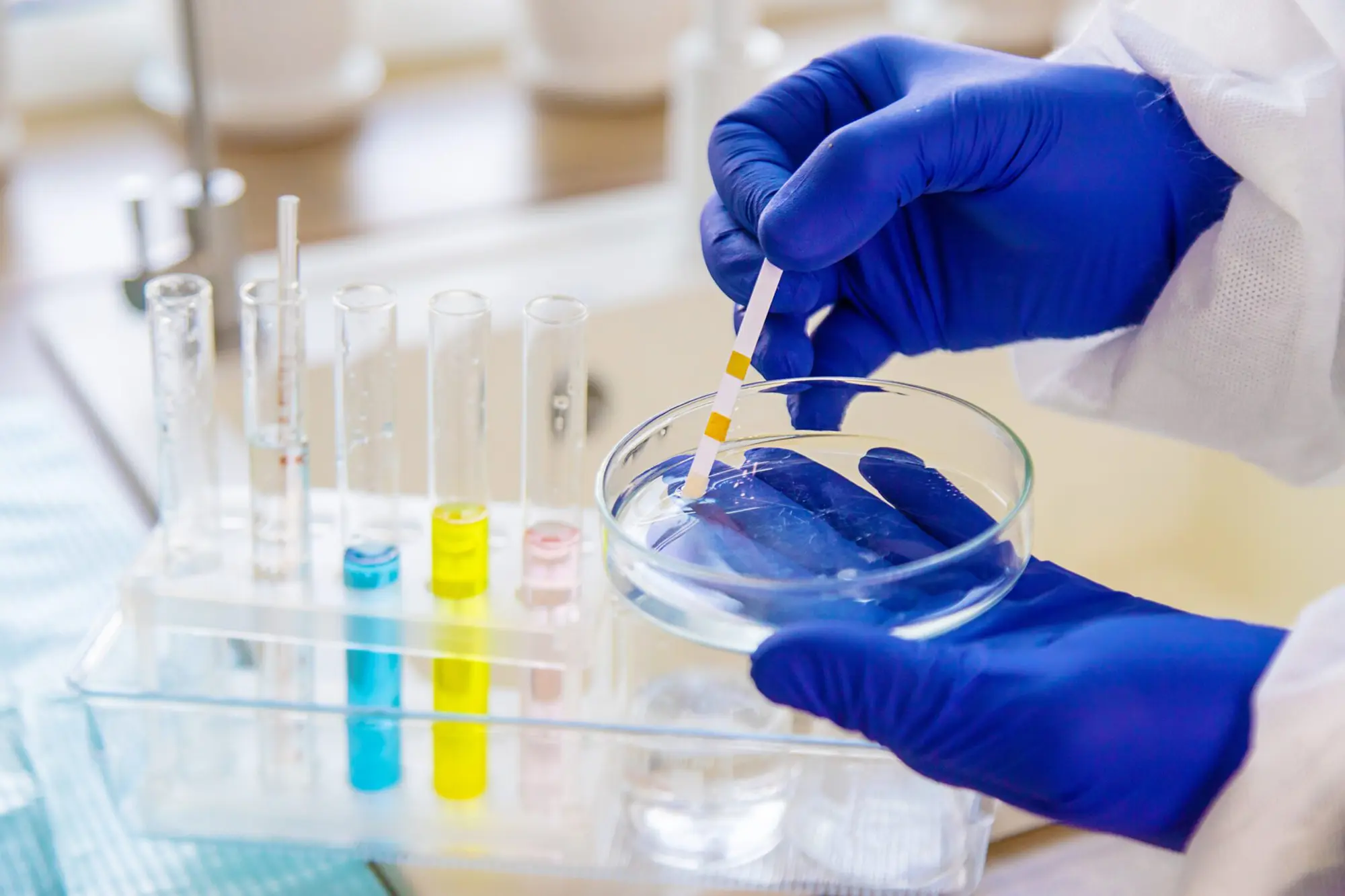 Tecnico di laboratorio con guanti analizza campione liquido con striscia reattiva in capsula Petri